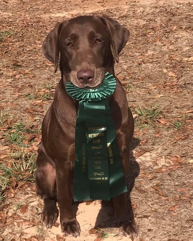 Middle tennessee amateur retriever club Sex attack video clip
